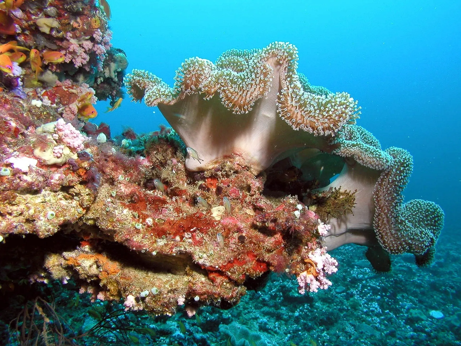 Underwater beauty of Maldives
