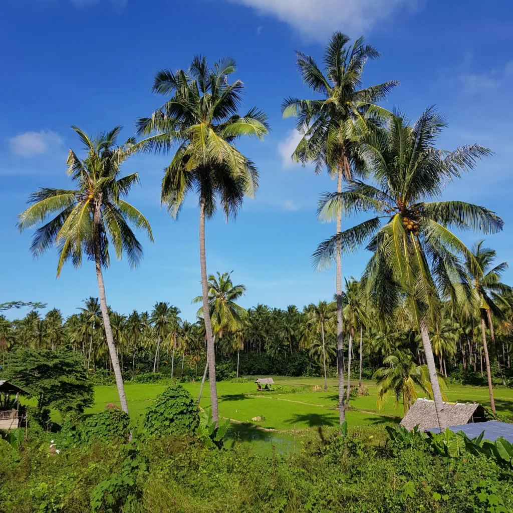 rice-farm-in-palawan