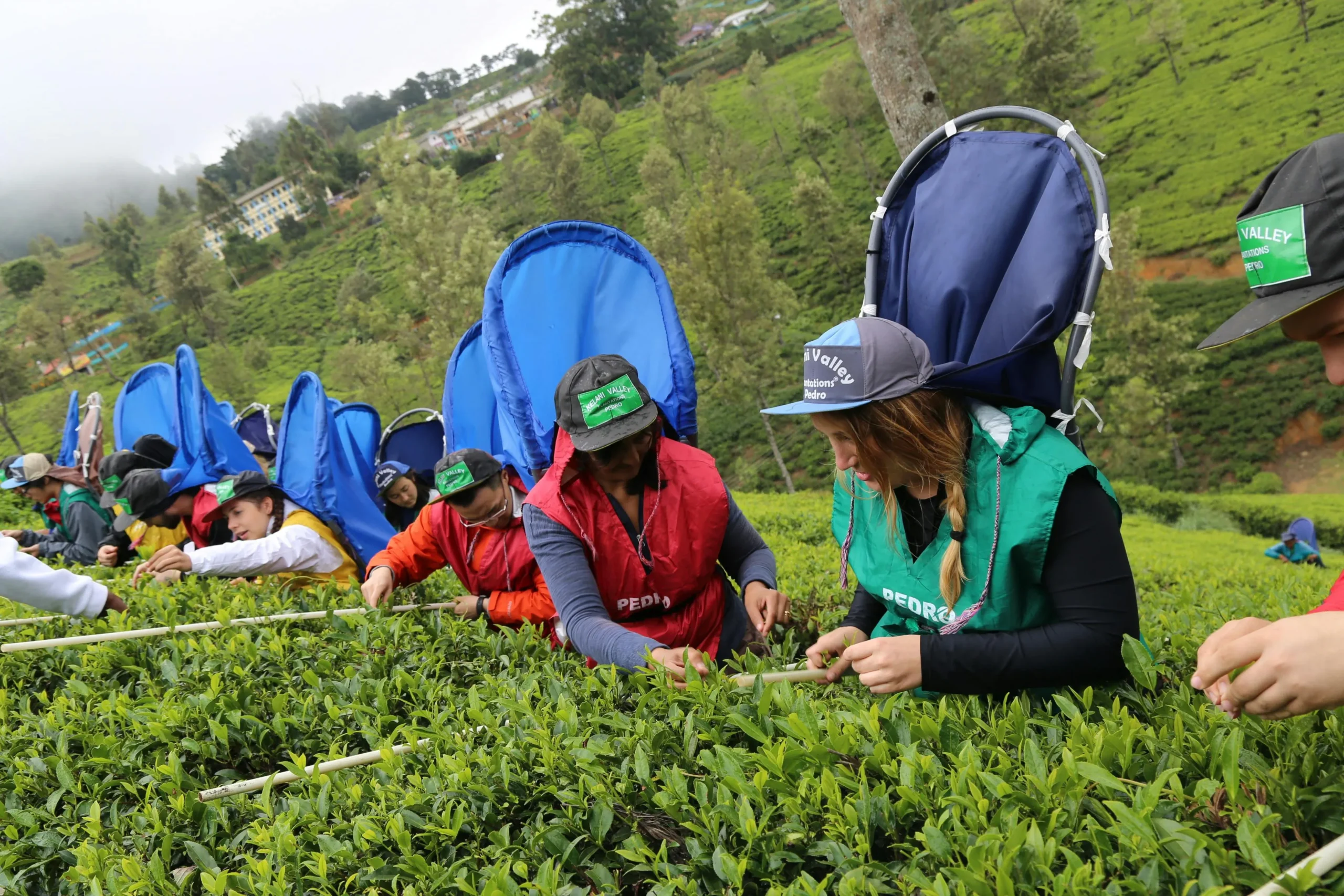 tea-picking-sri-lanka